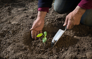 Male hands planting a cucumber seedling