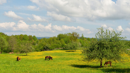 Pferde auf der Weide
