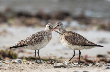 different spectacular moments of the Bar-tailed Godwit