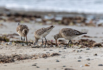 different spectacular moments the waders on the beach