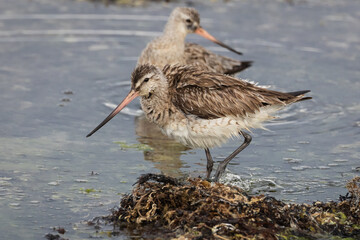 different spectacular moments the waders on the beach