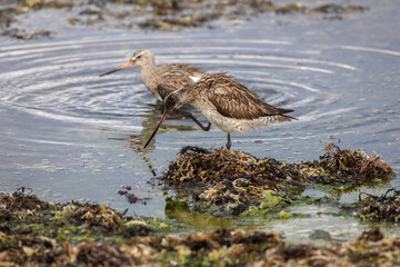 different spectacular moments of the Bar-tailed Godwit