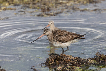 Summer bath of migratory birds!