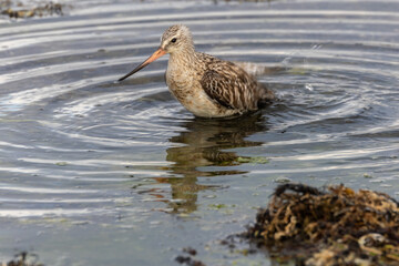 Summer bath of migratory birds!