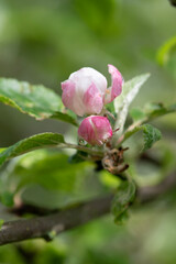 Paradise apple in spring full bloom. Macro close up photo