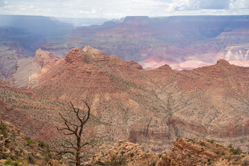 Close up focused view on dry tree branch with aerial overlook on rock formation O'Neill Butte seen from Skeleton Point on South Kaibab hiking trail, South Rim, Grand Canyon National Park, Arizona, USA