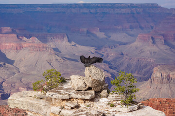 Californian condor birds spreading wings and perching on edge of rock cliff and overlooking South...