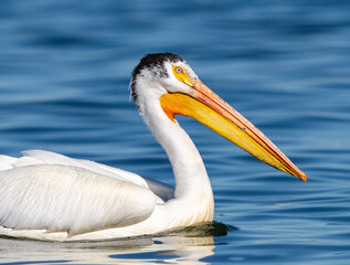 An American White Pelican with light blue eyes and black head feathers swimming in a blue lake. Close up portrait view.