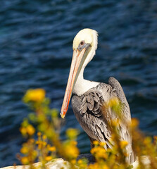 Close up portrait of a Brown Pelican behind yellow wildflowers growing by the cliffside near the ocean.