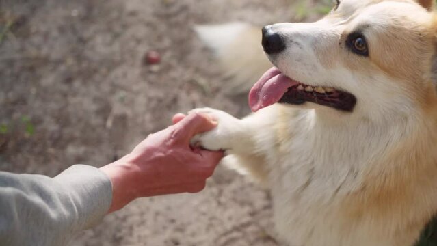 A red-colored corgi dog gives his owner his paw