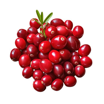 Group  of  fresh  ripe  cranberries