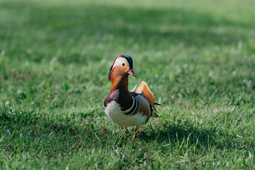 The mandarin duck walks through the meadow in the morning
