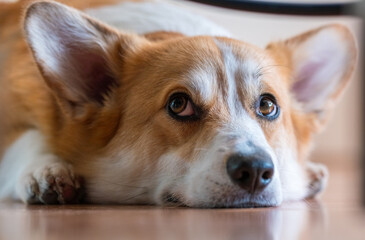 Close up of a young adult Welsh Corgi Pembroke dog looking up