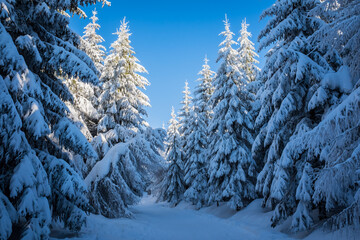 Winter forest in the Czech Republic. Fir trees covered with fresh snow. - 602410257