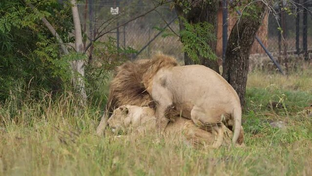 Stunning Proud Lion portrait with a full mane standing up against the youngsters attempting to mate with his female. getting aggressive and standing his ground. Taken during a safari game drive in Sou
