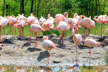 Flock of lesser flamingos (Phoenicoparrus minor) in a lake