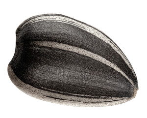 sunflower seed, isolated on white background, full depth of field