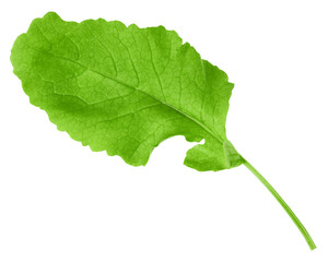 Fototapeta premium radish Leaf, isolated on white background, full depth of field
