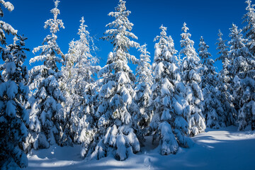 Winter in the Czech Republic. Fir trees covered with snow in winter forest - 602412625
