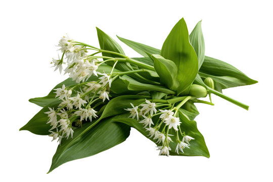 A bunch of wild garlic on a transparent or white background. Generative AI.
