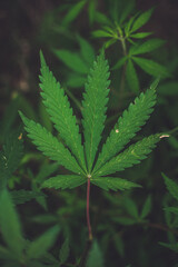 Fototapeta na wymiar cannabis leaf - marijuana leaf close up - stock photo of a cannabis leaf - drugs