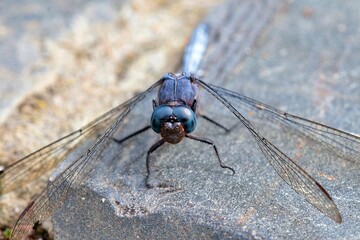A blue dragonfly resting on a rock