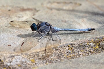 A blue dragonfly resting on a rock