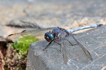 A blue dragonfly resting on a rock