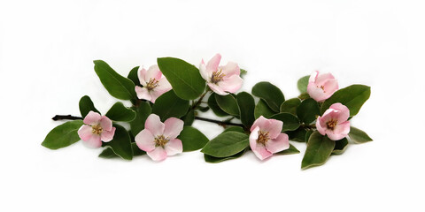 Branch with apple tree flowers isolated on white background. Spring flowering garden.
