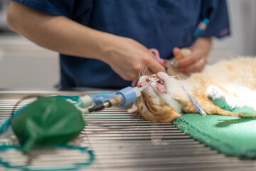 Cat on the vet's stretcher with assisted oxygen