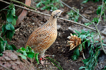 Daily Happy. Japanese laying quail hen in outdoor enclosure. 
