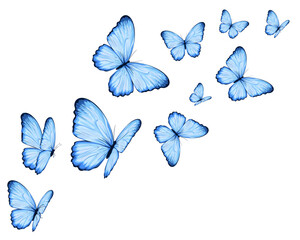 set of butterflies isolated on white - obrazy, fototapety, plakaty