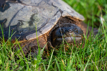 Common snapping turtle in Wisconsin