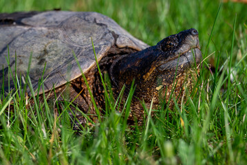 Common snapping turtle in Wisconsin