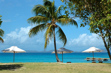 Umbrellas and palm tree on a beach in St Vincent and the Grenadines
