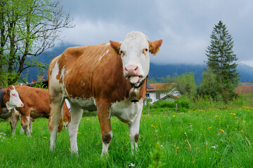 A funny cow eats grass in a meadow in Bavaria.