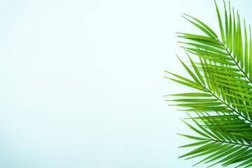 Palm leaves on blue background. Flat lay with copy space.