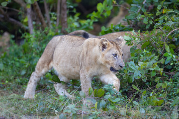Lion cub in pride feeding on prey in natural African habitat