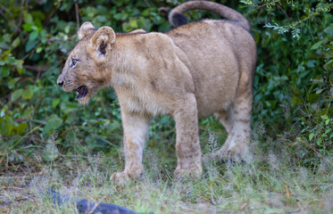 Fototapeta na wymiar Lion pride feeding on prey in natural African habitat