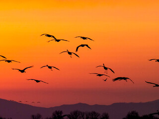 birds on sunset