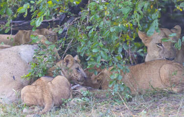 Lion pride feeding on prey in natural African habitat