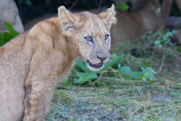 Lion pride feeding on prey in natural African habitat