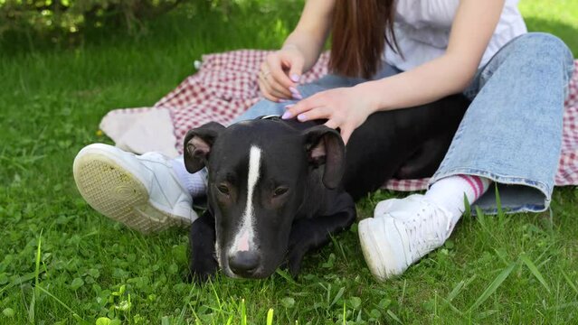 Woman owner is chugging her young pit bull terrier dog pet on a meadow