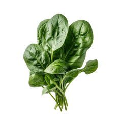Spinach standing straight bottom center view isolated