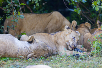 Lion cub in pride feeding on prey in natural African habitat