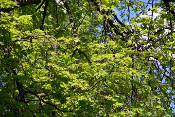 Fototapeta na wymiar Green leaves in the garden