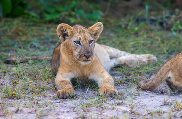 Fototapeta na wymiar Lion cub in pride resting after feeding in natural African habitat