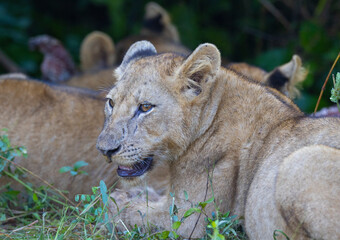 Lion cub in pride resting after feeding in natural African habitat
