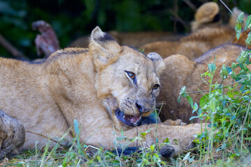 Lion cub in pride resting after feeding in natural African habitat
