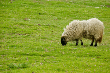 Obraz premium black faced sheep in a grassy meadow